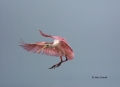 Roseate-Spoonbill;Spoonbill;Flight;Ajaia-ajaja;flight;One;one-animal;avifauna;bi